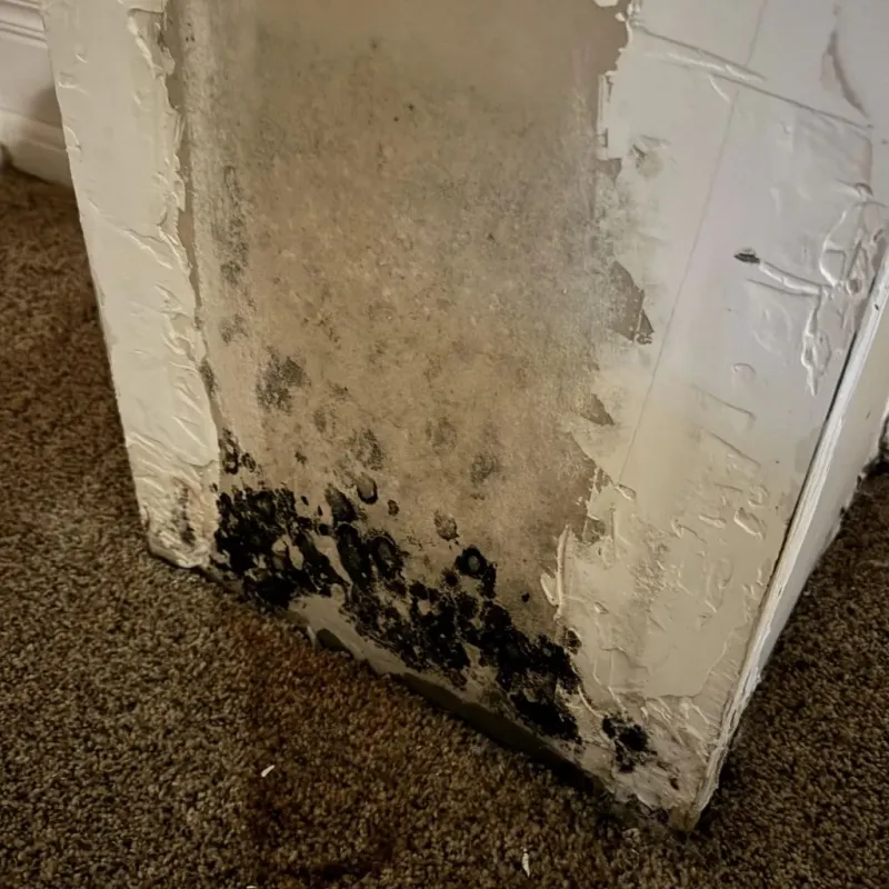 Professional Mold Removal in Moultrie County, IL